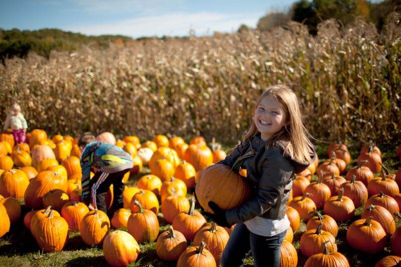 Pumpkin Patches in london