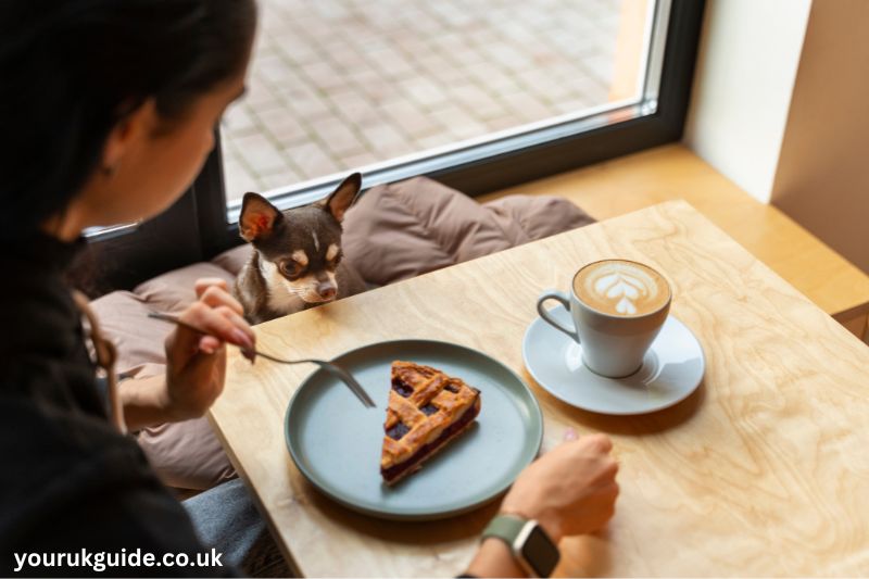 Cafes with Cats in London